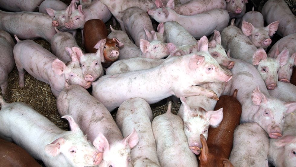 gourounia pigs